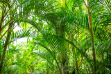 Fototapeta Krajobraz - A large branch of a palm leaf