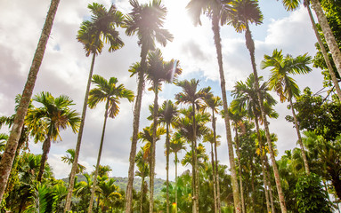 Beautiful palm trees against the blue sky