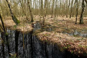 Wall Mural - Bruchwald am Rande des Venner Moors bei Münster - Carr in Germay