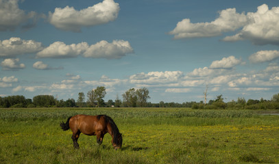 Auburn horse on the spade 2