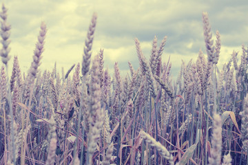 Wheat field (close up). Filter applied