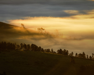 Wall Mural - Silhouette of Trees in the Golden Mist