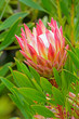 Protea flower emerging, Maui, Hawaii