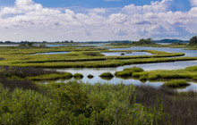 The Wetlands Of Assateague Island, Part Of The US National Park Service, In The Summer