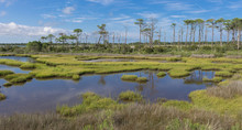 The Wetlands Of Assateague Island, Part Of The US National Park Service, In The Summer