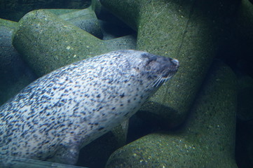 Wall Mural - Seal swimming in aquarium pool