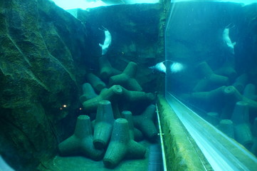 Wall Mural - Seal swimming in aquarium pool