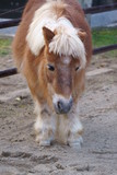 Fototapeta Na ścianę - Horse pony with short leg features