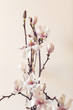 Strauß Magnolienblüten