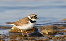 Little Ringed Plover On River, Charadrius Dubius
