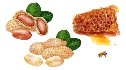 Wall Mural - Honey comb peanut set watercolor isolated on white background