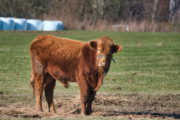 calf in the pasture