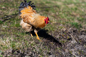 Sticker - Chicken and rooster on a farm. Free grazing. Ecological farm.