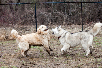 Wall Mural - Two large breed dogs play fighting in a fenced in park; a golden and a husky.