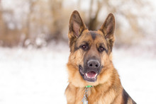 A German Shepherd Dog Sitting In The Snow With A Content Expression.