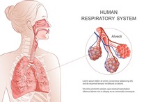Human Respiratory System, Lungs, Alveoli. Vector Anatomy Illustration.