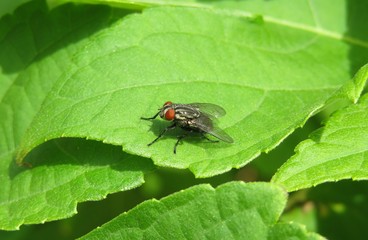 Fly on green leafs background, closeup