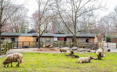 Poster - Sheeps in a farm