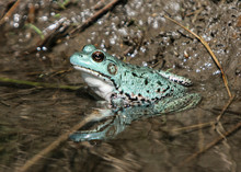 Rare Blue Frog Found Along A River In Ontario.