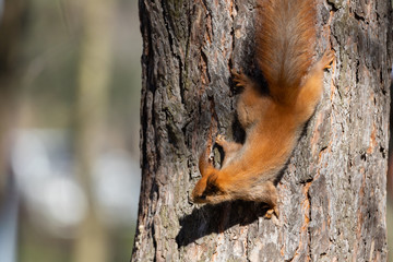 Wall Mural - Red squirrel in the park goes down a tree