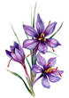 Watercolor Illustration of Saffron Flowers