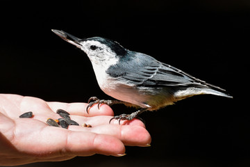 Wall Mural - Bird in the hand - white-breasted nuthatch