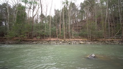 Wall Mural - Stream flowing in forest