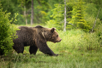 European brown bear ((Ursus arctos) walking in forest habitat. Wildliffe photography in the slovak country (Tatry)