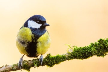 A great tit (Parus major)