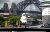 Fototapeta Nowy Jork - Seagull standing near Sydney Harbour Bridge
