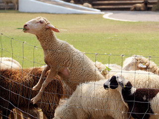 Sheep eating grass leaves on steel mesh fence of rural ranch farm 