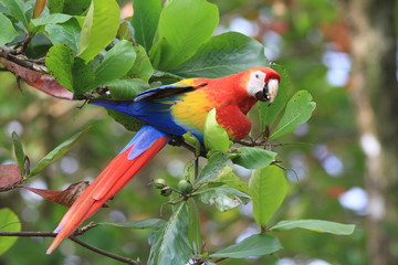 Scarlet Macaw, Osa Peninsula, Costa Rica