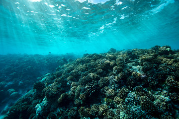 coral reef with tropical fish