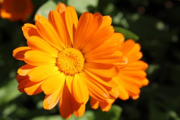 orange flower of calendula