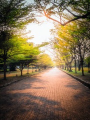 Wall Mural - In the evening, a beautiful path in the park.