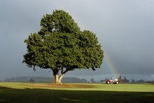 Rainbow Behind An Oak Tree On A Farm