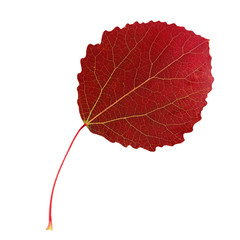 Wall Mural - autumn leaf of aspen, isolate.
