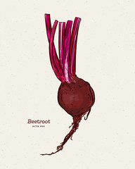 Sticker - beetroot, hand draw sketch vector.