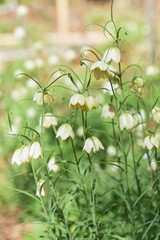 Fritillaria thunbergii (Zhe bei mu) is a medicinal herb containing alkaloid, with pale green flowers blooming downward in spring.