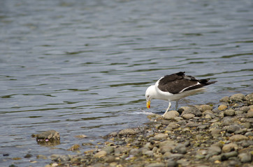 Kelp gull Larus dominicanus eating a fish.