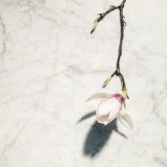 Wall Mural - beautiful pink magnolia flowers on white marble table. top view. flat lay. spring minimal concept.
