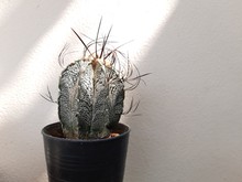 The Sharp Thorns Cactus Pot
