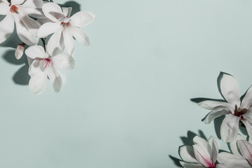 Wall Mural - beautiful pink magnolia flowers on blue background. top view. flat lay. spring minimalistic concept