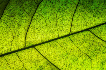 Bodhi leaf macro pattern of green,Poland, Leaf, Textured, Textured Effect, Full Frame