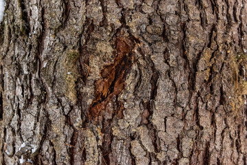 Wall Mural - Closeup texture of tree bark with cracks pattern, abstract background