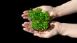 Young lobelia seedlings in beautiful female hands on a black background. A photo symbolizing the beginning of a new business, startup, first stage of work, first results of work.