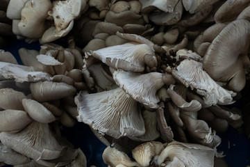 mushrooms for sale in the market