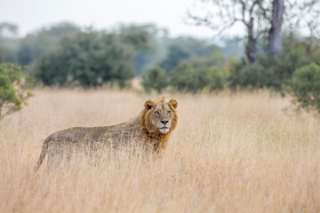 African lion in Kruger National park, South Africa