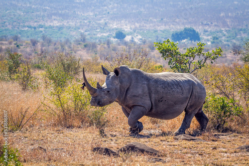 Southern white rhinoceros in Kruger National park, South Africa Wallpaper Mural