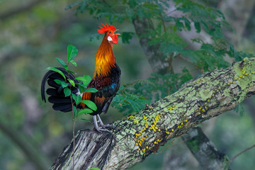 Wall Mural - red junglefowl - gallus gallus tropical bird in the family phasianidae. it is the primary progenitor